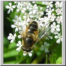 Eristalis interrupta - Mittlere Keilfleckschwebfliege m01.jpg